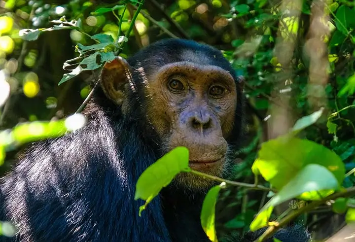 Chimpanzee in Kyambura Gorge